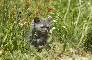 BRITISH SHORTHAIR C049